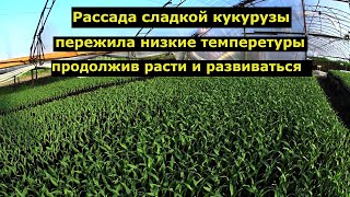 Как легко побороть стресс на рассаде сладкой кукурузы?! [Выращивание рассады сладкой кукурузы]