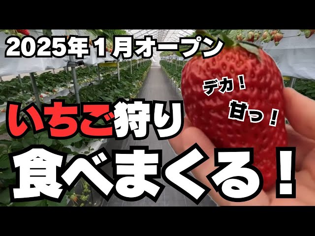 いちご狩り