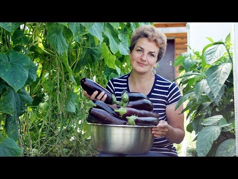 Как правильно вырастить баклажаны в теплице видео