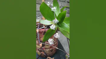 Золотой ус цветёт 🌸🌸🌸