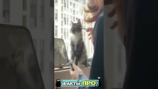 Funny cats 😂 episode 26 #shorts