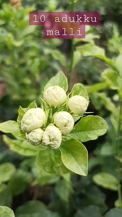 10 adukku mali plant | malli poo sedi | adukku malli poo