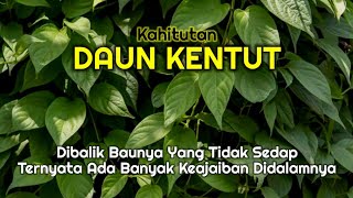 Daun Kentut, Anda Cukup Bertahan dengan Bau Kentut dan semua masalah teratasi | Manfaat Daun Kentut