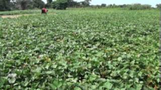 Sweetpotato Production In Ghana