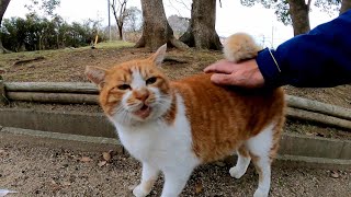 顔見たらモフられに寄ってくる野良猫がカワイイ