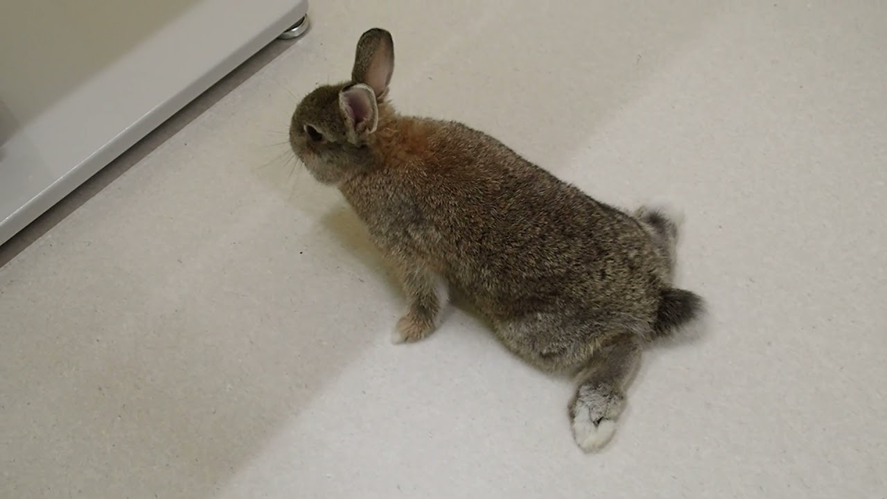 うさぎの後躯麻痺 うさぎの治療 手術 診察 ちゅら動物病院 うさぎの後躯麻痺 うさぎの治療 手術 診察 ちゅら動物病院