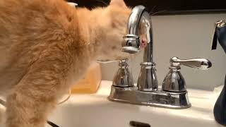 Gulp Gulp Gulp