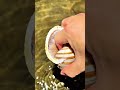 Hermit Crab&rsquo;s Painful Pinch &ndash; Nature&rsquo;s Tiny Warrior!