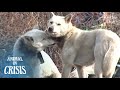 Stray Dog Wounded By A Tight Collar Worries She Might Lose Her Mom | Animal in Crisis EP113