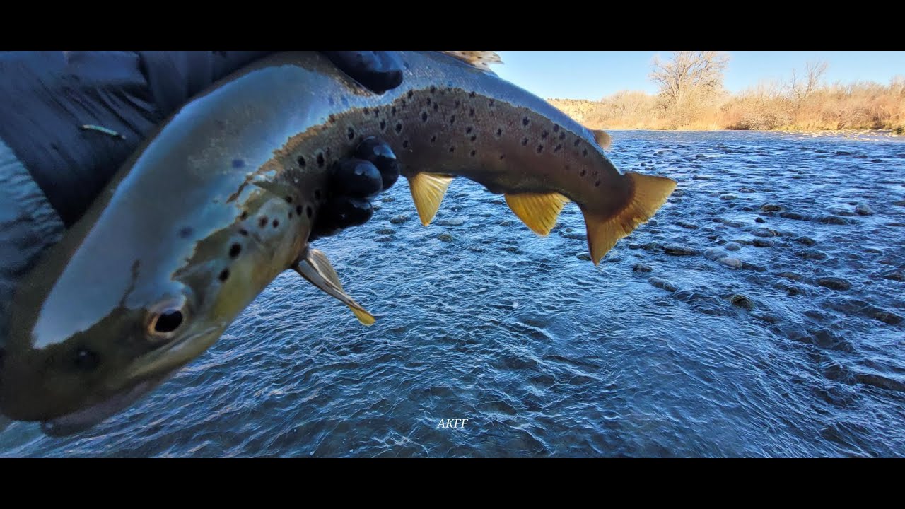 Отчет о рыбалке нахлыстом на реке Сан-Хуан: форель клюет на правильную мушку каждый день, а не вч...