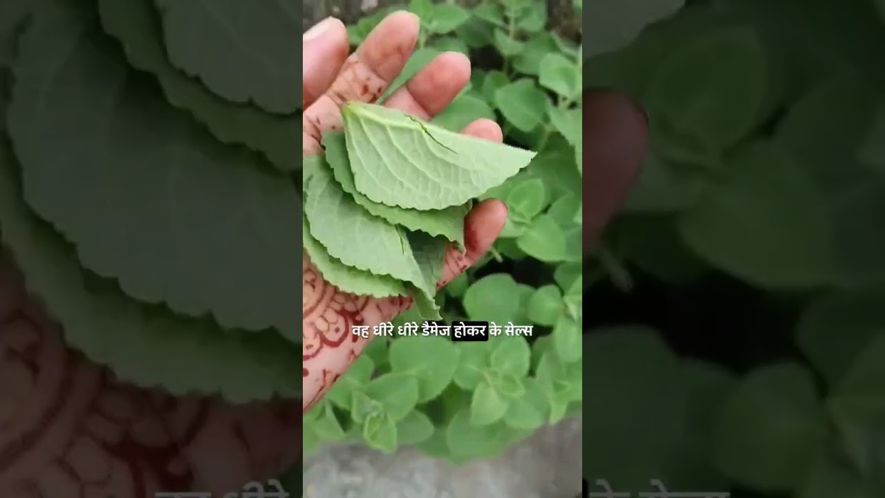 Mexican mint ( अजवाइन के पत्ते ) Patto ko rojana upyog ke laabh ☘️💚🪴🤯 
