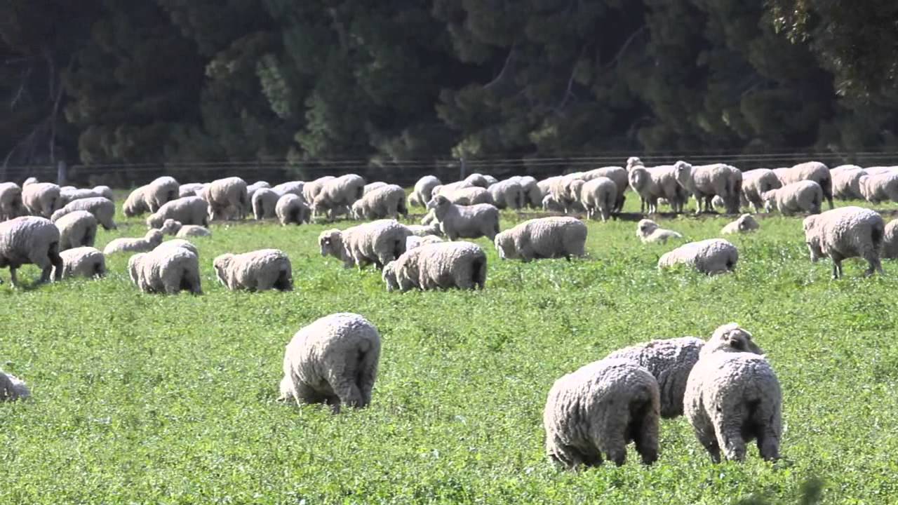 Grazing Cereal Crops YouTube