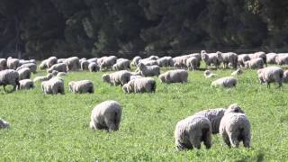 Grazing Cereal Crops