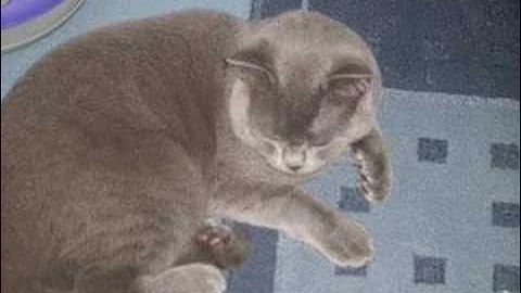 Video 11813991: british shorthair blue, funny cat