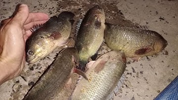 Câu cá rô đồng, trê vàng thiên nhiên: điểm câu cũ đãi người mới lên Hugo liên tục.