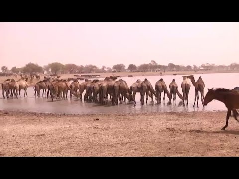 Vidéo: Évaluation De La Vulnérabilité De La Trypanosomiase Animale Africaine (TAA) Dans Les Communautés Bovines D'Afrique Subsaharienne