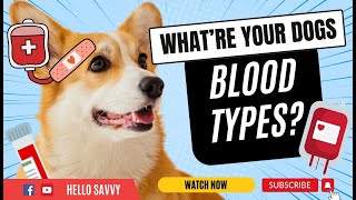 Do Dogs Have Blood Types? Can They Donate Blood? Discover the Facts! #dogs #caninehealth #doglovers