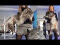 BIG MAINE COON CAT Black Silver → BIGGEST CAT in the WORLD // LIFE with the GIANTEST Domestic CAT