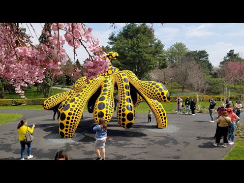 Video: Yayoi Kusama New York Botanical Garden övertagande