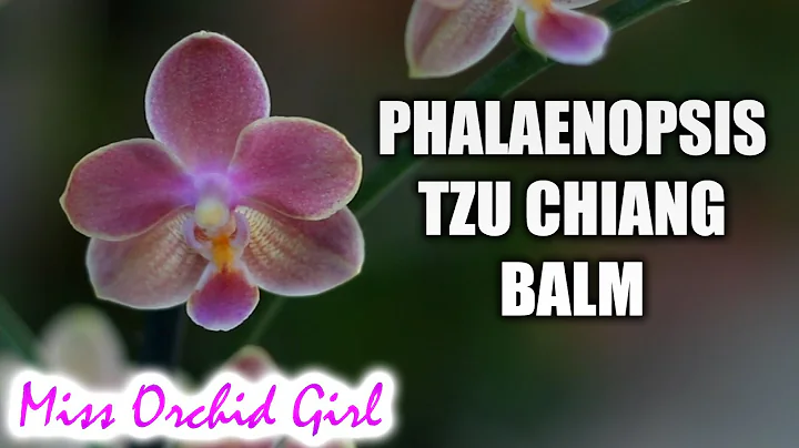Phalaenopsis Tzu Chiang Balm - The small fragrant orchid - DayDayNews