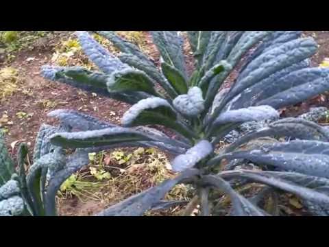 Video: Grünes Im Winter Anbauen