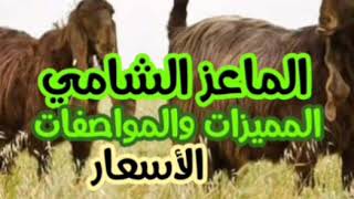 الماعز الشامي (الدمشقي) المميزات والمواصفات والاسعار