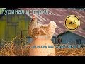 Куры Венгерский Великан. /  Chicken breed Hungarian giant