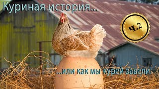 Куры Венгерский Великан. /  Chicken breed Hungarian giant