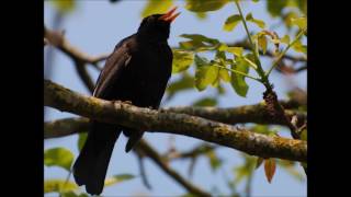 تغريد الشحرور - Blackbird singing - canto de mirlo