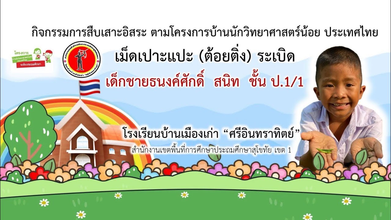 เม็ดเปาะแปะ (ต้อยติ่ง) ระเบิด กิจกรรมการสืบเสาะอิสระโครงการบ้านวิทยาศาสตร์น้อย