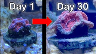 What does 30 Days of Coral Growth look like in a Reef Aquarium?