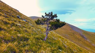 Walk in the Mountain, Embrace Freedom ⛰️ (4K, 60fps, Real Sounds, Ambient Music)