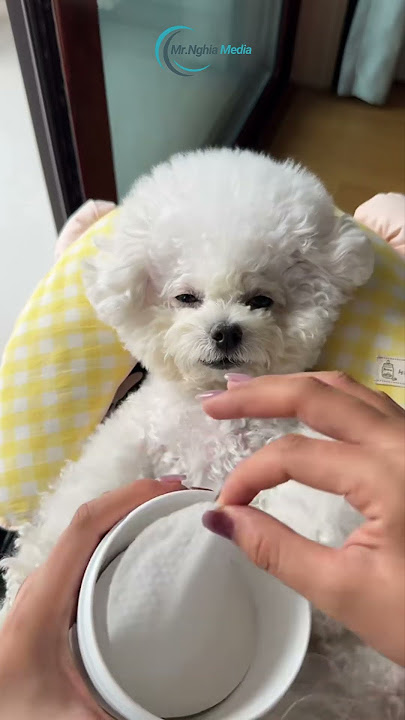 Download lagu Worst Poodle Grooming Mistakes To AVOID