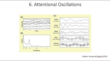 8.6. Attentional Oscillation, Fundamentals of Cognitive Neuroscience Course, Session 8, Part 6
