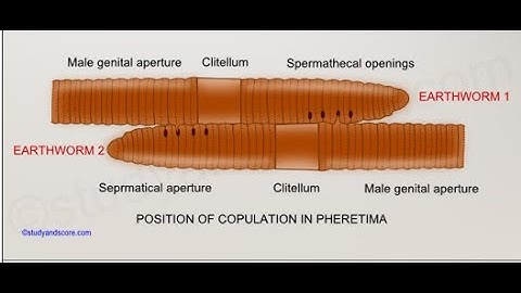 Unisexual and Bisexual Animals