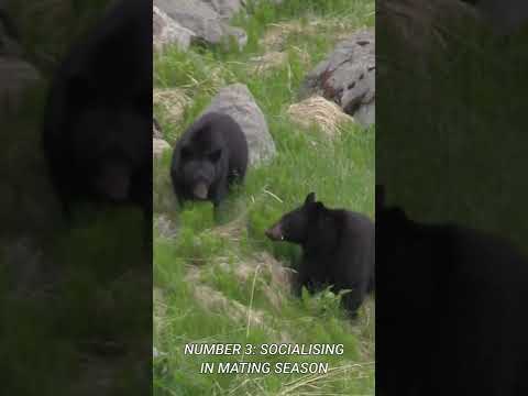 Video: Baribal (black bear): description, appearance, features, habitat and interesting facts