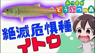 【あつ森/生放送】イトウ、デメニギス、レア魚を釣る！どうぶつの森 【あつまれどうぶつの森/switch】実況