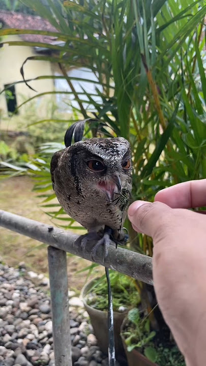 Nangkap capung buat burung hantu #burunghantu #burung #celepuk #pets #hewanpeliharaan #petualangan