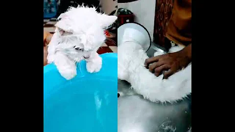 Watch the video about Cat Bathing 🧼 #cat #cat_grooming #catvideos