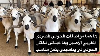 ها هما مواصفات الحولي الصردي المغربي الأصيل وها كيفاش نختار الحولي لي يناسبني ❤️?✅