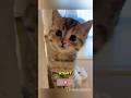 The Chunky Kitten vs Gravity Has Me Crying 😭🐱 #shorts #animals #cat #foryou