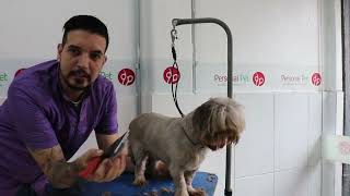 Como tosar um cachorro bravo  curso de banho e tosa  Personal Pet Escola