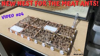 New nest for the meat ants  Upgrading Part 2  Ant keeping  Video 24