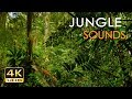 4k jungle sounds  exotic birds singing  tropical forest  relaxing nature  ultra  2160p