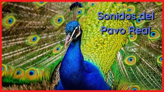 SONIDOS del PAVO REAL (10 Minutos) 🦚🎶🔊 by Relax Your Mind 42,351 views 2 years ago 10 minutes, 19 seconds