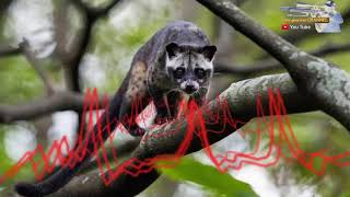 Suara musang untuk pikat jernih dan kencang