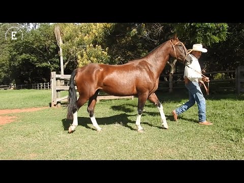 LOTE 10 - DELÍCIA EFC - B421015 - 3º Leilão Raça Crioula Genética Aditiva e Convidados