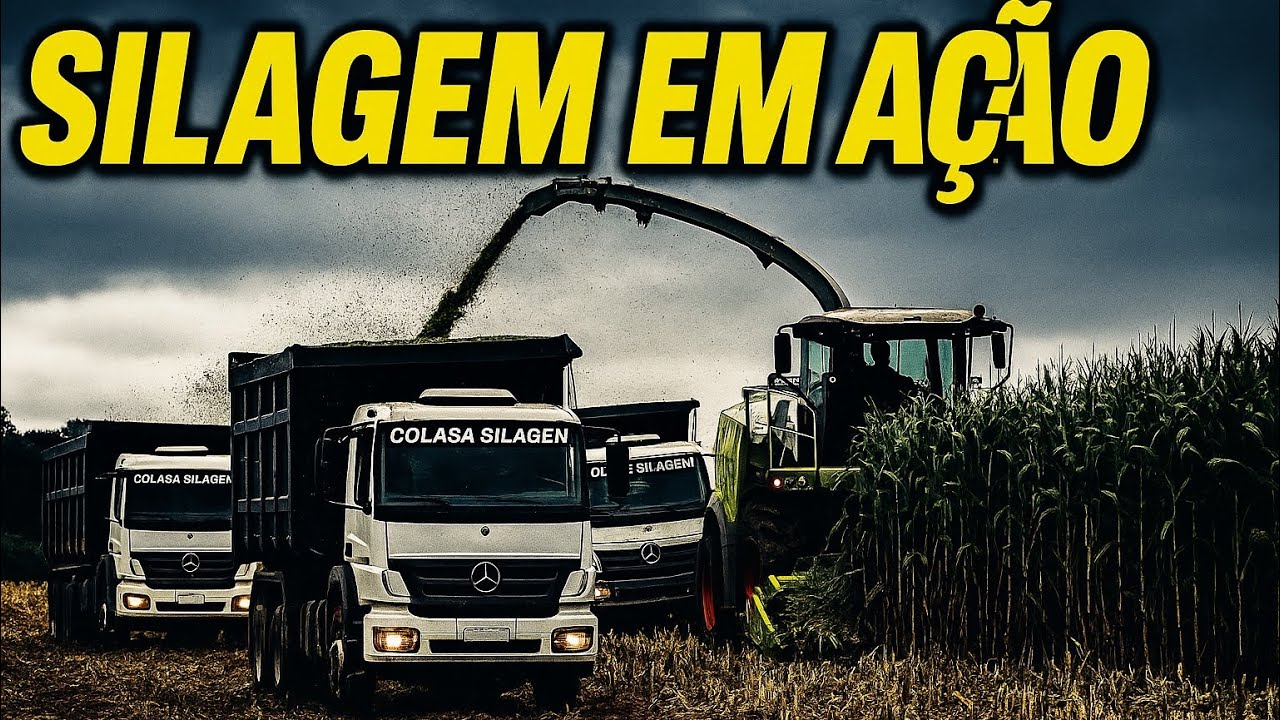 Cortando nosso milho SAFRINHA com a CLAAS JAGUAR
