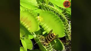 Wasps vs Venus fly trap 🪤