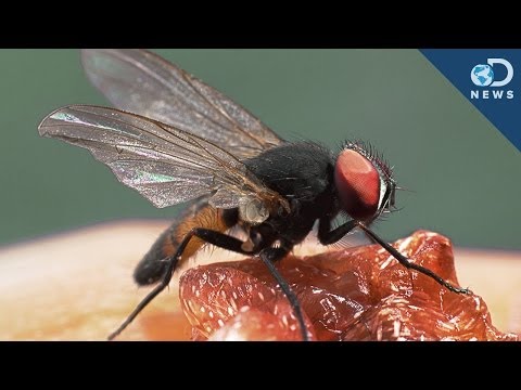 What Makes Flies The Greatest Flyers?
